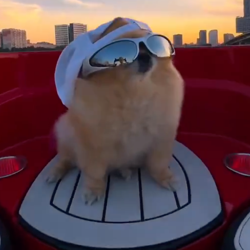 POMERANIAN