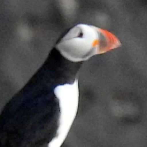 PUFFIN