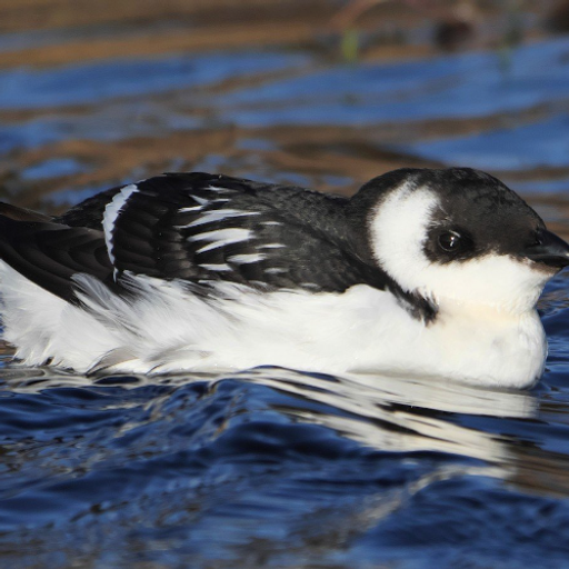 DOVEKIE