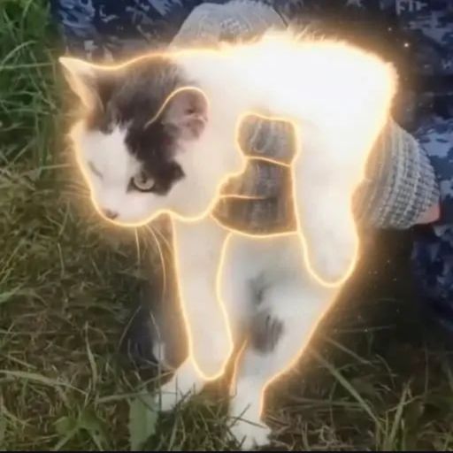 DRUGCAT