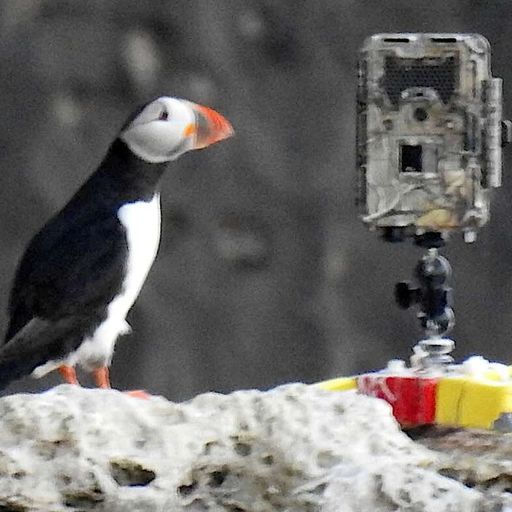 PUFFIN