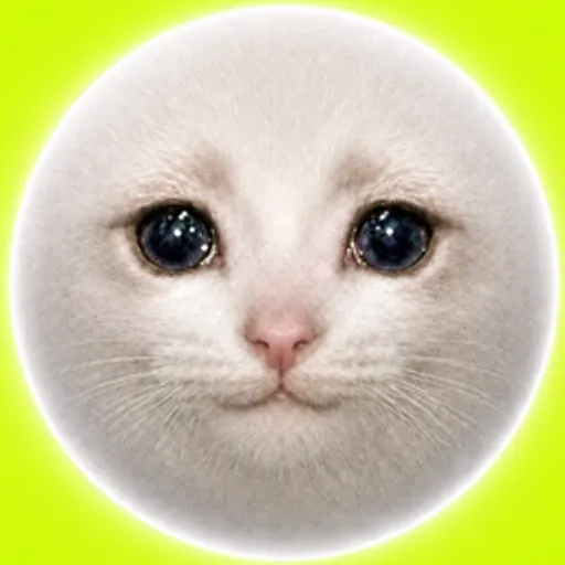 CATMOON