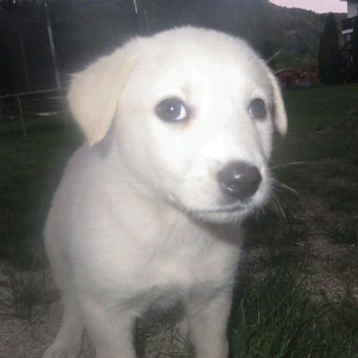 BRUNO