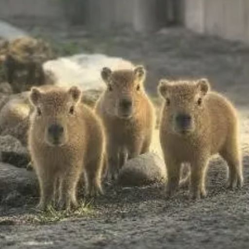 Babybaras