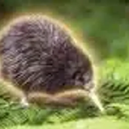 KIWI