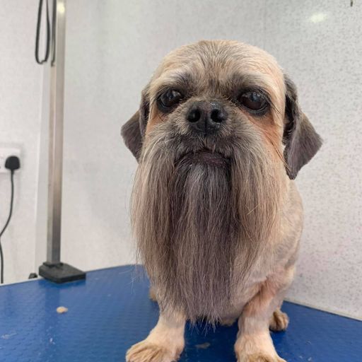 Wise Dog
