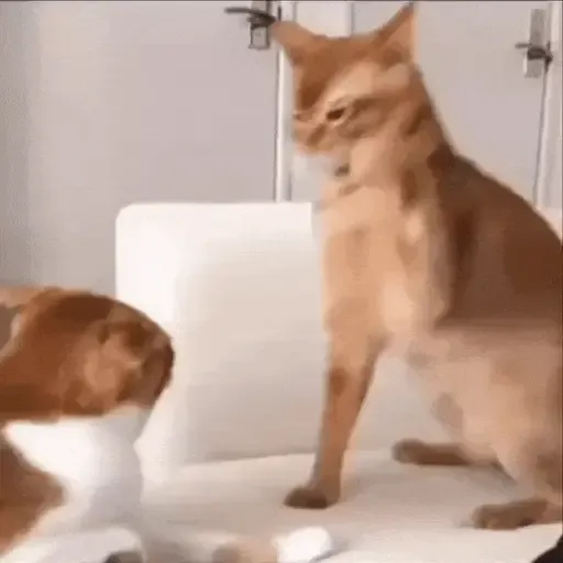 bap