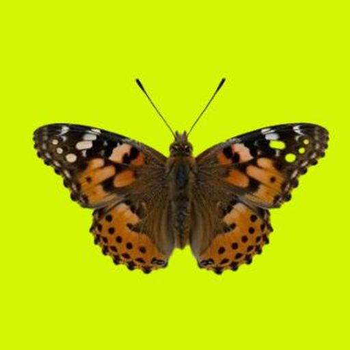 BUTTERFLY
