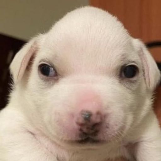 BLEEKY