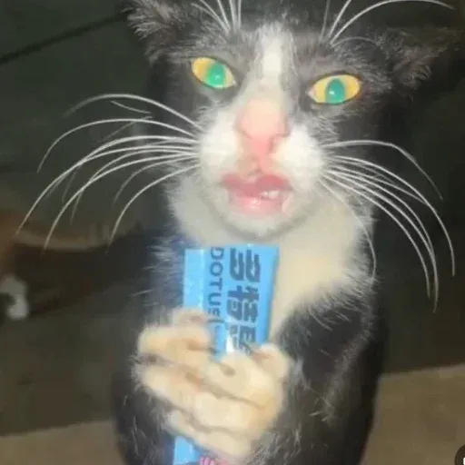 Flash Cat