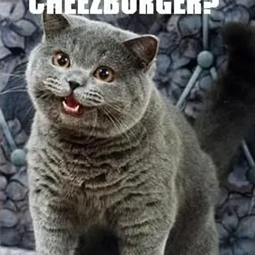 CHEEZBURGR