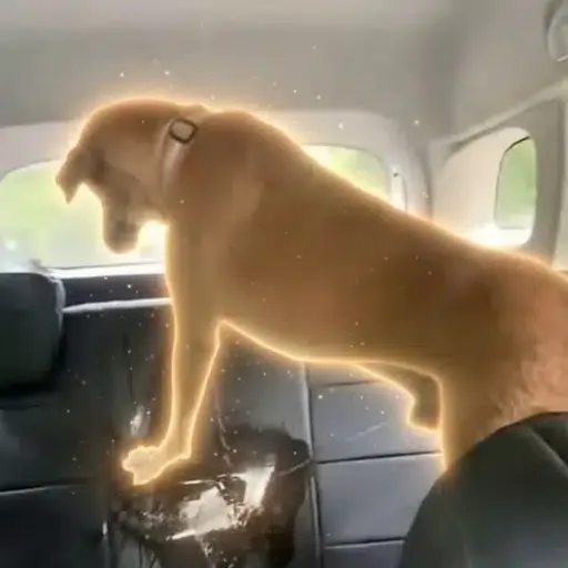 pissdog