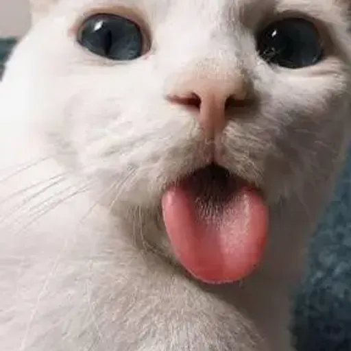 funnycat
