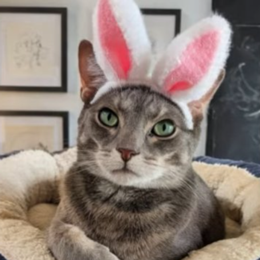 CatWif