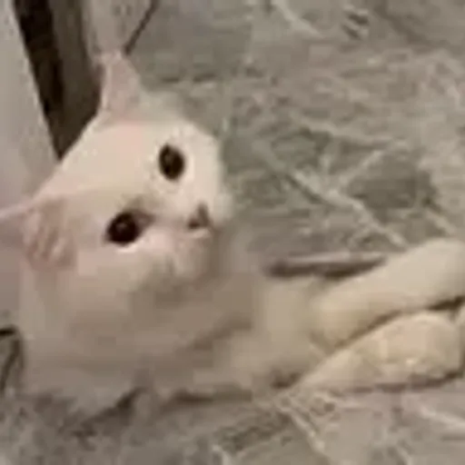 FLUFFY