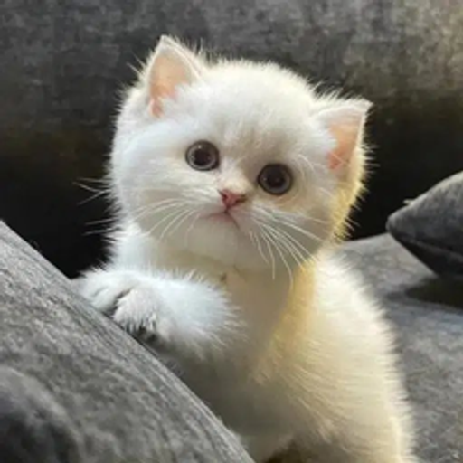 Milly