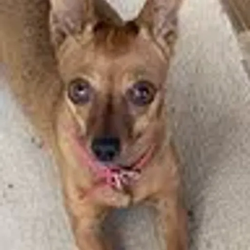 DIVA