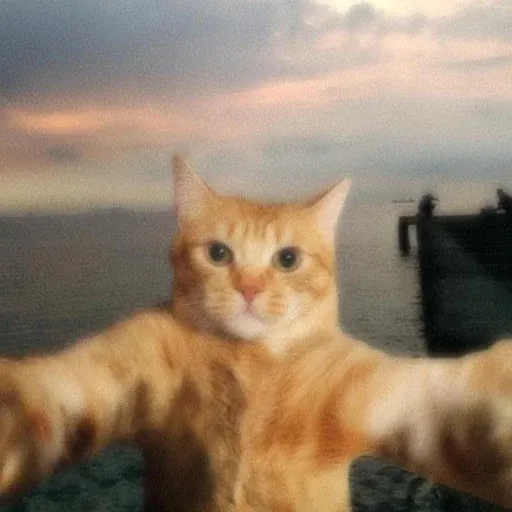 DAILY.MEOW1