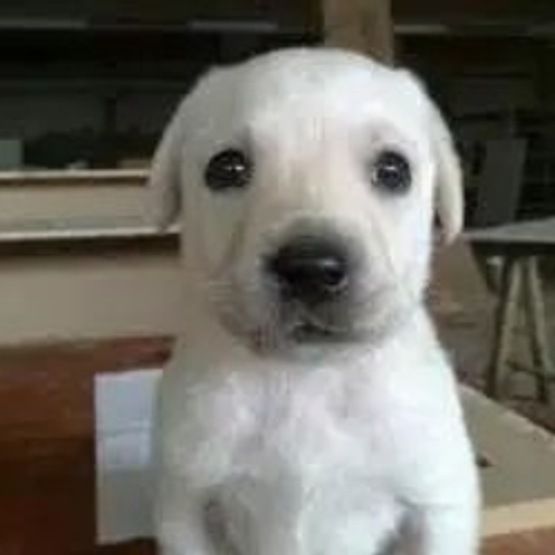 张安