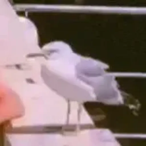 SEAGULL