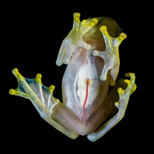 GlassFrog