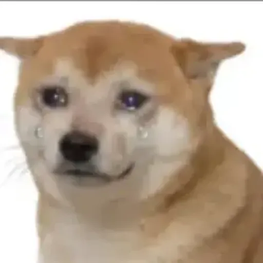 CRASHDOG