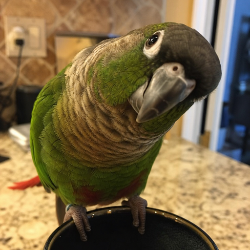 PESTO