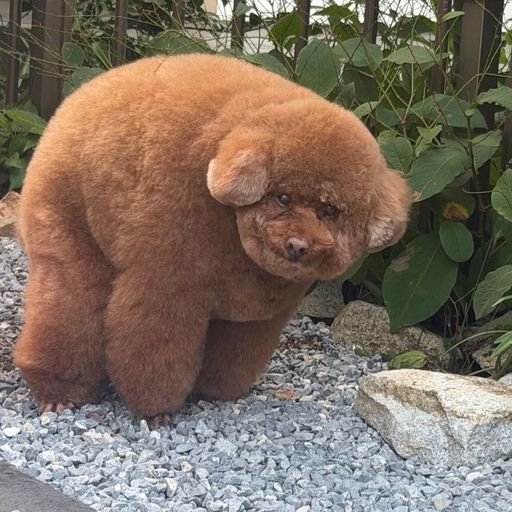 ぽっちゃり