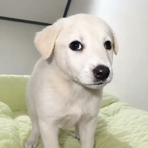 bruno