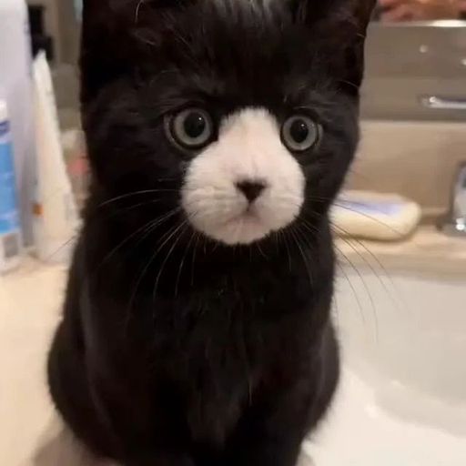 White cat