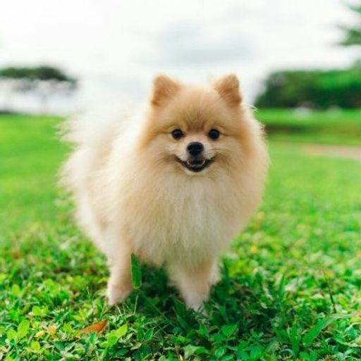 DOGSLOOB