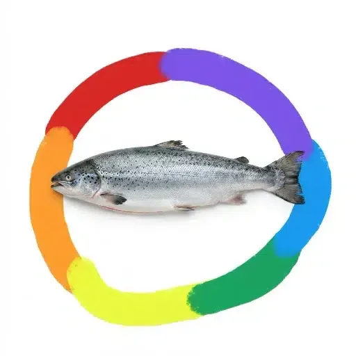 Salmon