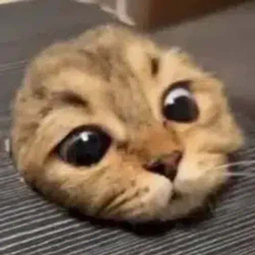holecat