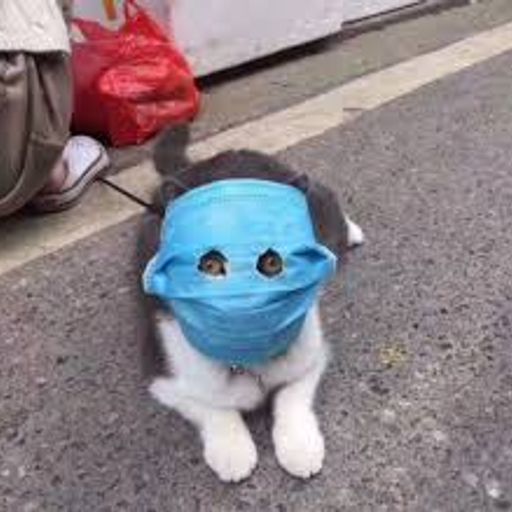 19CAT