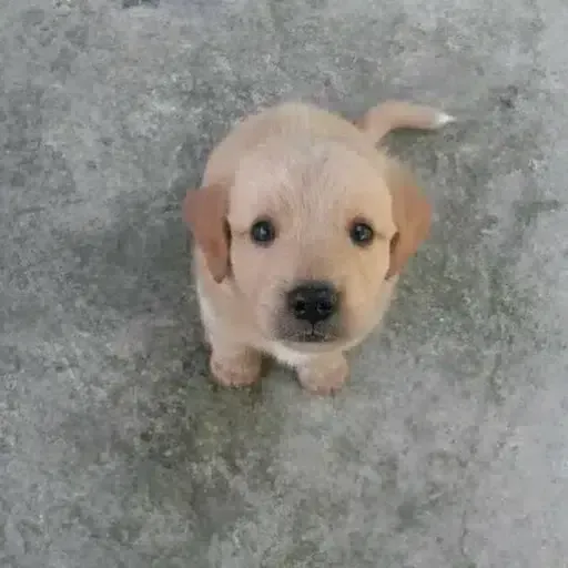 Tony