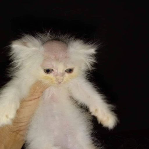 SHAVECAT
