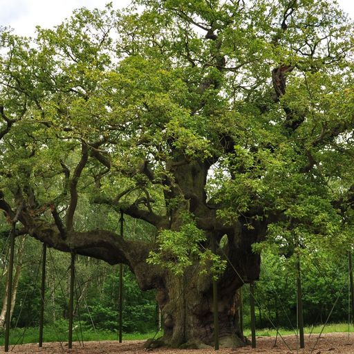 OAK