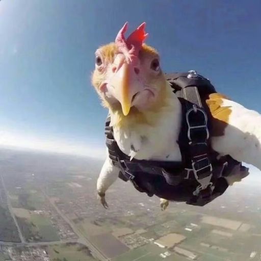 CHICKEN