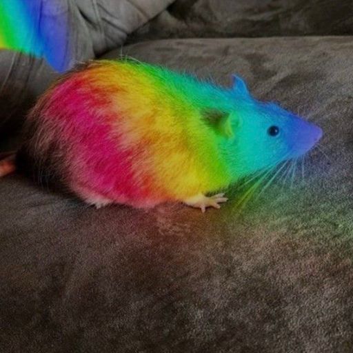 Gay rat