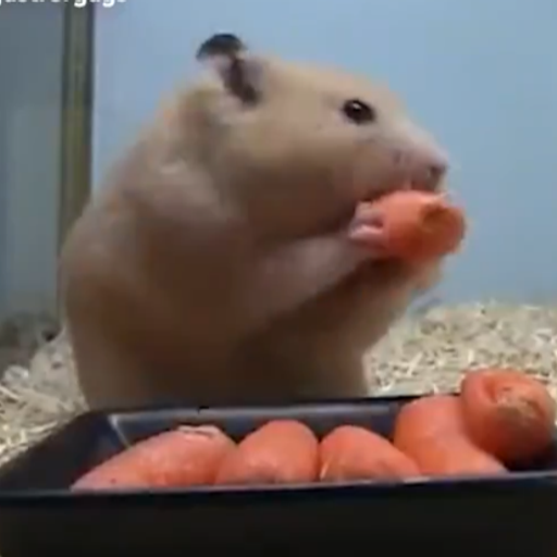 HAMSTER