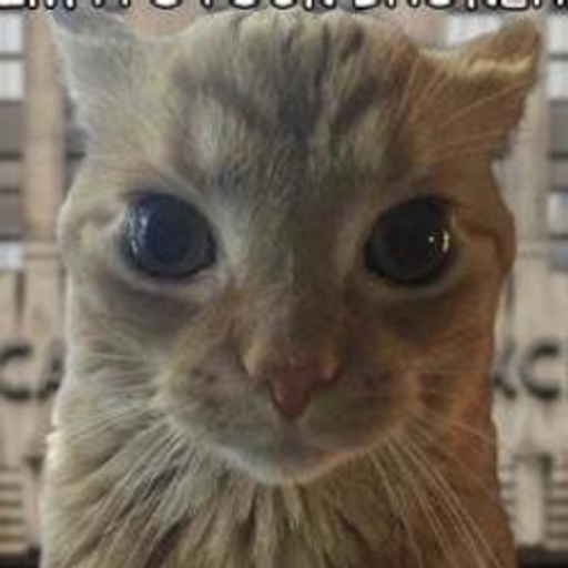 stockcat