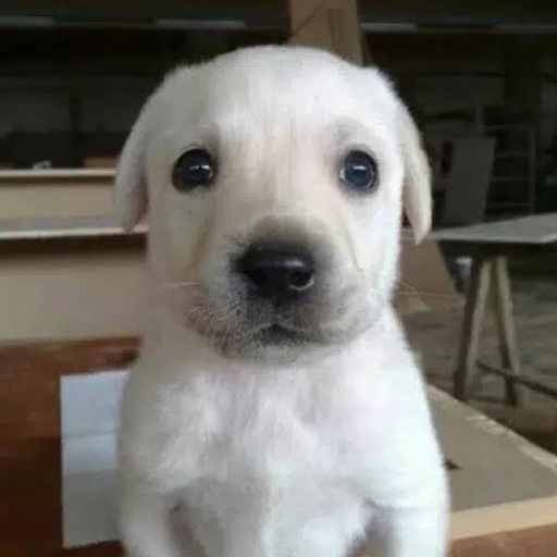 BRUNO