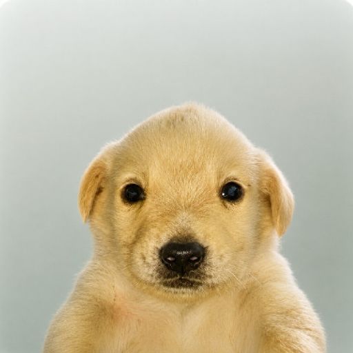 JOCU