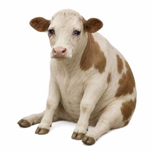 CASHCOW
