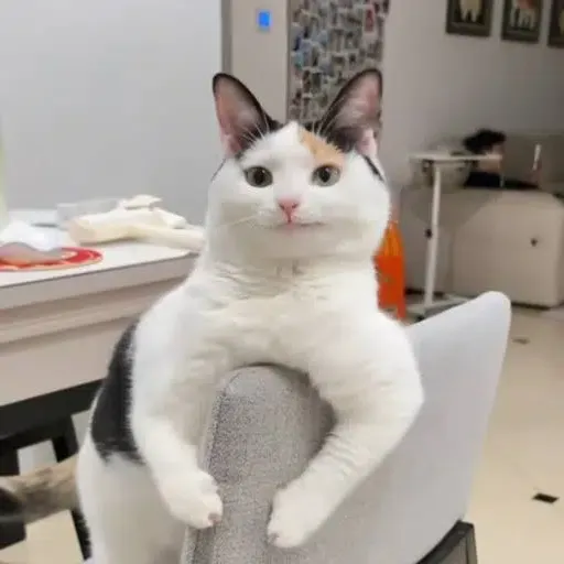 smirkcat