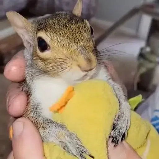 WNUT