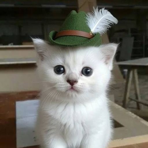 whitecat