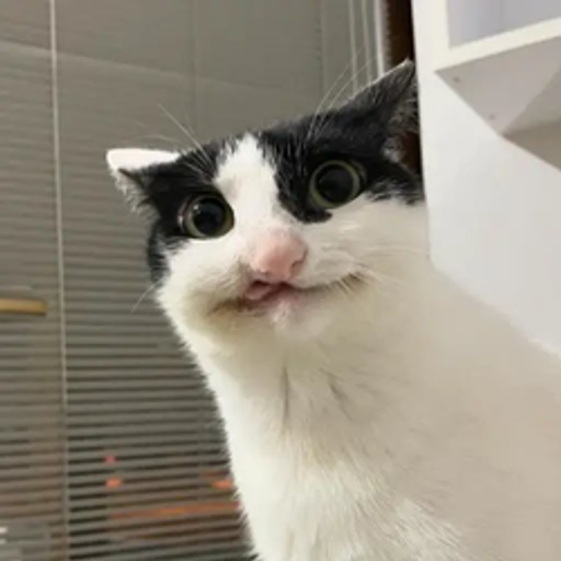 muppet