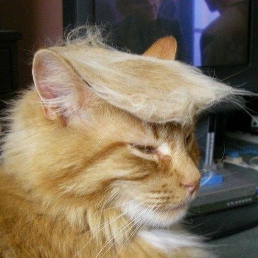 TRUMPCAT