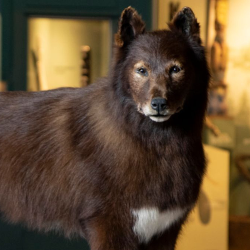 Balto
